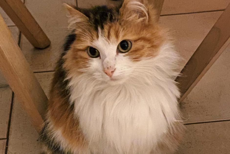 Disappearance alert Cat Female , 6 years Awans Belgium