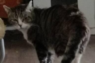 Alerta de Hallazgo Gato cruce Macho Jalhay Bélgica