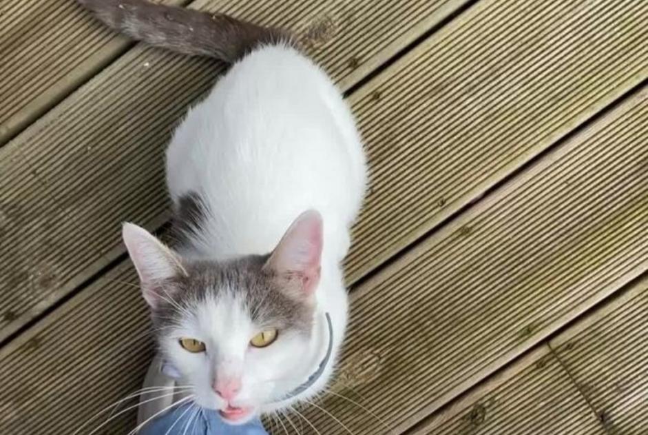 Alerta de Hallazgo Gato Hembra Liège Bélgica