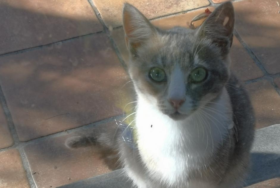 Alerte Disparition Chat croisement Femelle , 0 ans Floreffe Belgique